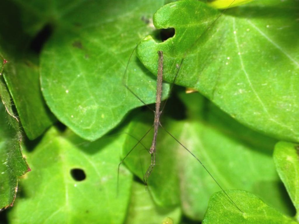 Reduviidae, maschio: Metatpterus sp.? (Schidium sp.?)